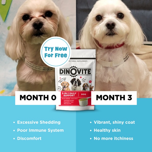 A square split-screen ad showcasing the physical transformation of a dog after three months of using a nutritional supplement powder.